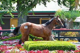 National Yearling Sales Series Catalogues available online now